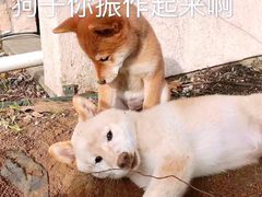 -杨姐大片肉烧烤