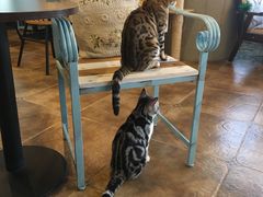 大堂-共舞时光猫咖·狗咖(新街口店)