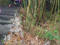 -羚羊峡古栈道森林公园