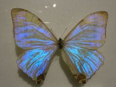 android_upload_pic-上海昆虫博物馆