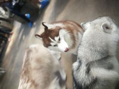 -TrueLove @ Neverland (Husky Cafe)