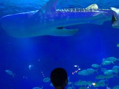 -烟台海昌鲸鲨海洋公园