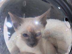 -美联众合动物医院·24h京西诊疗中心