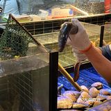 又是长见识的一顿！！现点现🔪的烤活鳗...