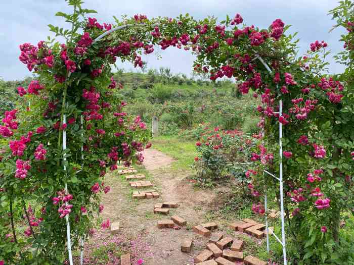 洛莎玫瑰园-"就在二圣镇幸福村,位置好找,建议自驾出行.