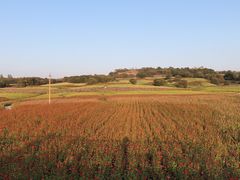 -莲花山花海