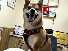 -瑞派宠物医院·24h·骨外科·皮肤科·全科宠物医疗转诊中心(沈阳浑南院)