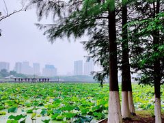 -月湖风景区