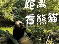 -都江堰中华大熊猫苑