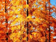 -白鹭湾湿地公园