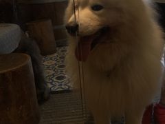 -more than meow吴止猫主题餐厅(承德 中船汇店)