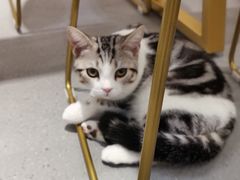 -飞行喵MR PILOT|猫舍·猫咖(静安大融城店)