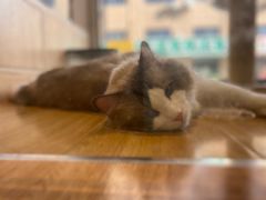 -啵啵喵·猫咖(攀华国际店)