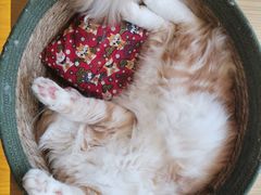 -猫にゃん · 猫的隐藏屋猫咖(麦地旗舰店)