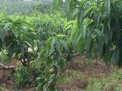 iphone_upload_pic-旺山景区