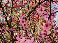 -桃花堤公园