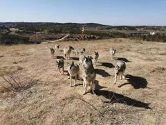 -鄂尔多斯野生动物园