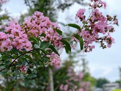 -金谷域澳洲庄园