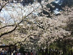 -武汉大学-樱园