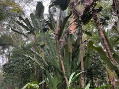 -中国科学院西双版纳热带植物园