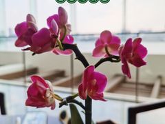 -广州白天鹅宾馆