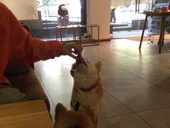 -柴务处·柴犬主题狗咖