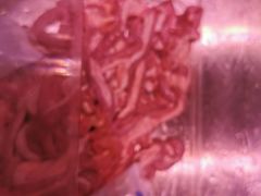 -强叔现切猪杂粥(翻身店)