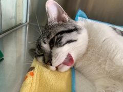 -瑞派长江宠物医院·猫科·外科·24小时夜护(谊城公寓分院)