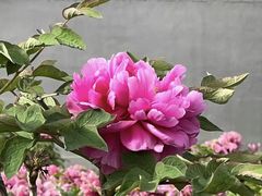 -曹州百花园