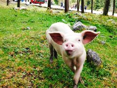 -硗碛藏寨·神木垒景区