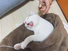 -乐派堂宠物医院·猫友好· 心脏科(东街店)