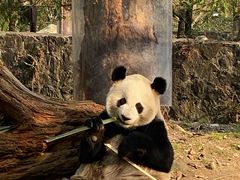 -都江堰中华大熊猫苑