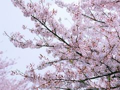 -高东镇樱花园