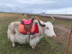-青海湖国家重点风景名胜区