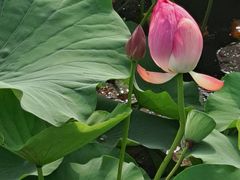 -羊亭河湿地公园