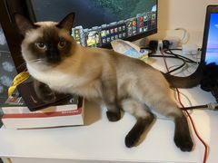 -喜多萌中农锦绣动物医院24H·猫科·牙科MRI·CT