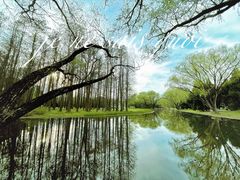 -上海共青森林公园