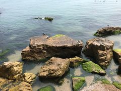 景点-海驴岛(荣成市)