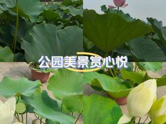 -莲花池公园