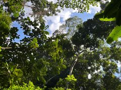 -西双版纳原始森林公园