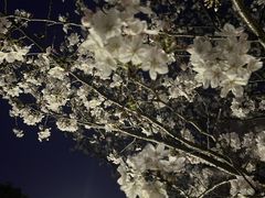 -高东镇樱花园