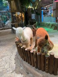 -宝燕乐园(闵行旗舰店)