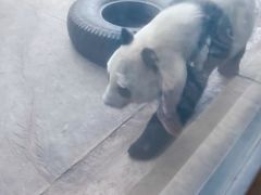 -石家庄市动物园