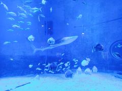 -烟台海昌鲸鲨海洋公园