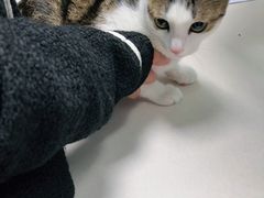 -宠颐生猫科·内科皮肤科(西平世纪城店)