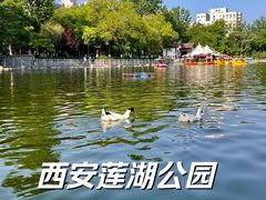 -莲湖公园