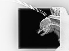 -狗舍宠物医院(四季商业广场店)