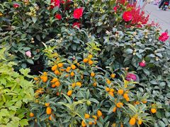 -平吉花卉市场