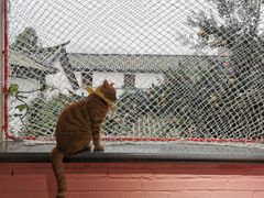 -喵屿·大理花园猫咖