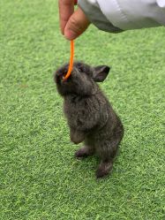 -萌宠亲子动物乐园(槐房万达店)